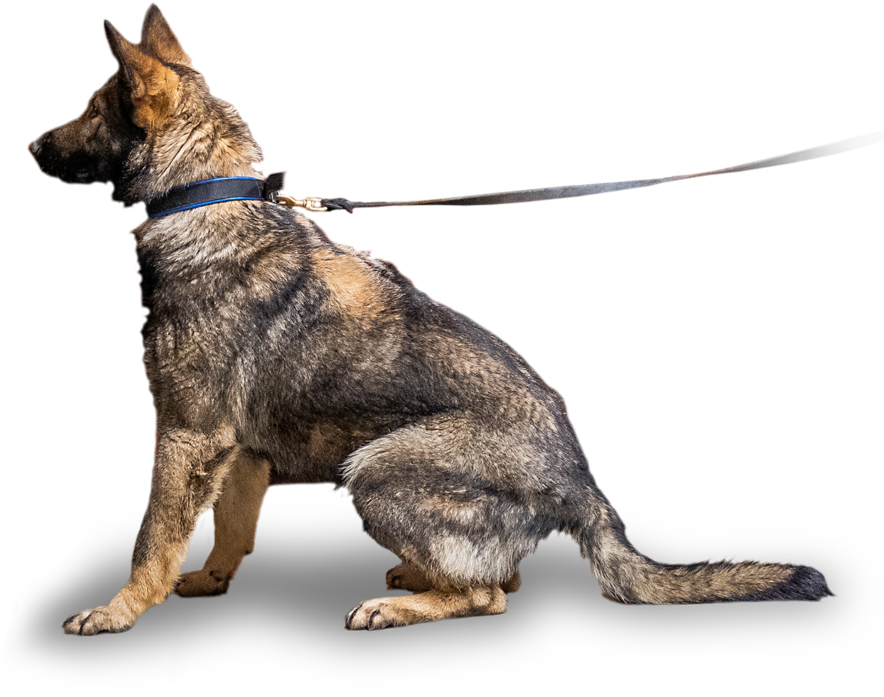 how do sniffer dogs work