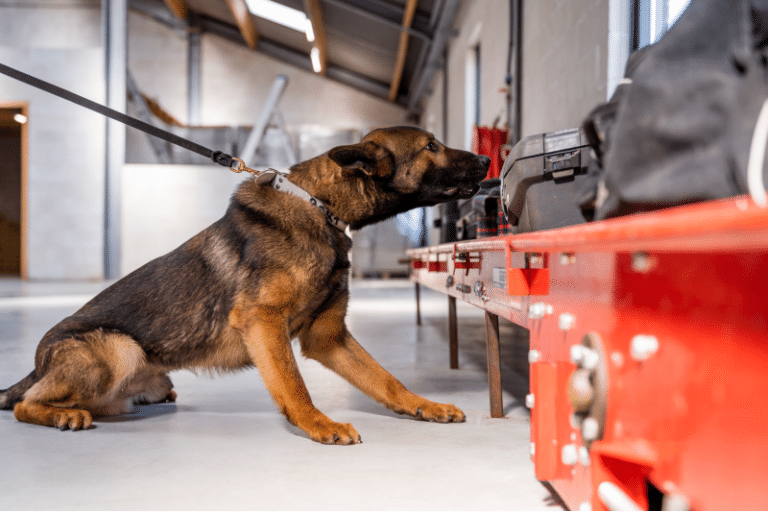 Explosive Detection Dogs For Sale Police Dogs Centre Holland B.V.
