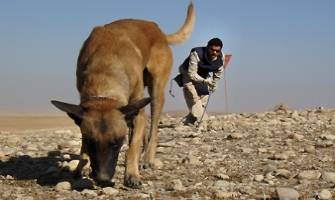 Mine Detection Dogs