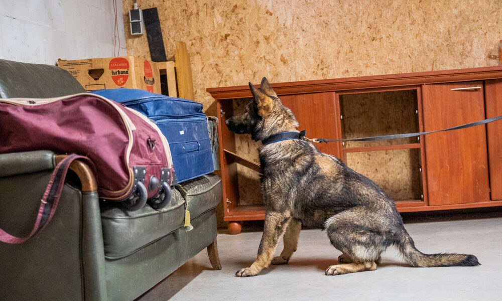 Explosive Detection Dogs