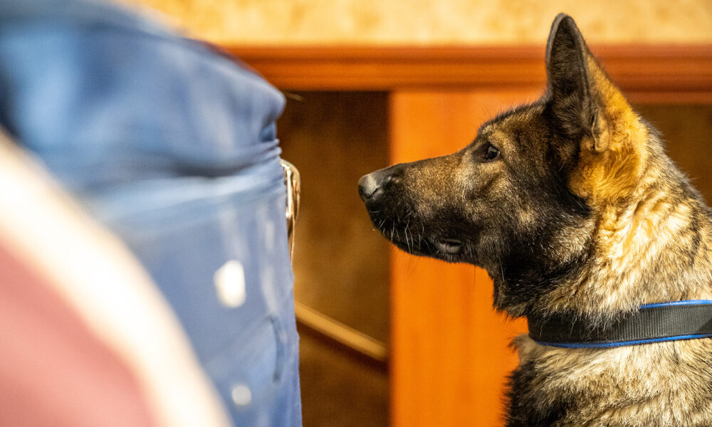 Explosive Detection Dogs for Sale